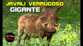 EL JABALI VERRUGOSO GIGANTE [upl. by Elatia]