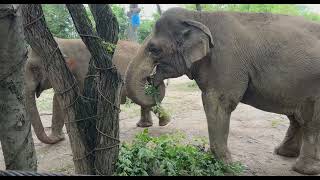 Cincinnati Zoo’s Animals Feast on Foliage Harvested from Site of 2024 Community Makeover [upl. by Hufnagel]