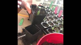 How to Fix Leggy Tomato seedlings [upl. by Malina]