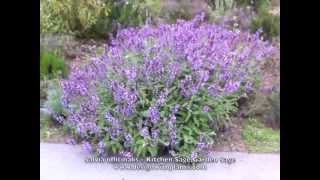 Salvia officinalis Kitchen Sage Garden Sage [upl. by Schoenberg378]