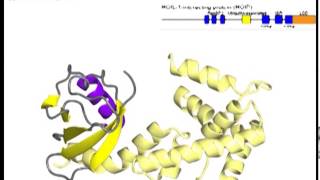 LUBAC linear ubiquitin chain assembly complex with sound [upl. by Aicala]