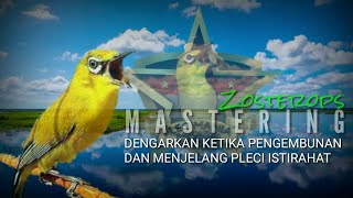 Zosterops mastering  pleci durasi full nembak [upl. by Mcmaster]