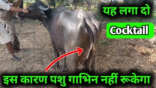 Metritis  Pyometra treatment in cow buffalo [upl. by Nomaj]