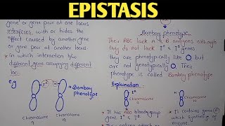 Epistasis Genetics  Bombay Phenotype  Class 12 Biology [upl. by Yraht]