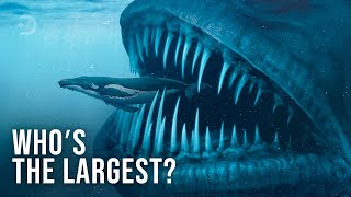 50 Biggest Creatures Ever Caught On Camera [upl. by Ramah]