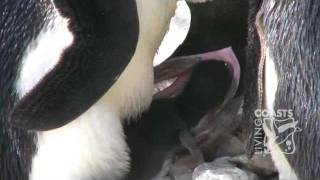 King Penguin Parade  Cincinnati Zoo 2015 [upl. by Hajed]