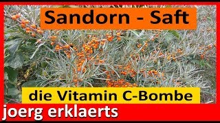 Sanddornsaft pressen selber herstellen ohne Saftpresse Vitamin C  PurTutorial Nr 139 [upl. by Dlawso16]