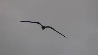 Hawaii Great Frigate Bird [upl. by Stetson]