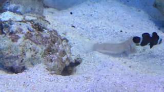 Tropical Fish Spitting Sand [upl. by Atsilac]