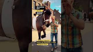 Belgisch trekpaard Valente van Waardzicht Benjamin Kusé shorts horse cheval paard belgiandraft [upl. by Anih963]