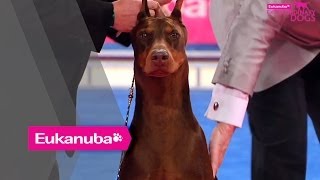 Eukanuba World Challenge Final  Part 2 [upl. by Malo]