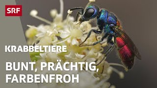 Knallig und kunterbunt So farbig können Insekten aus der Schweiz sein  Krabbeltiere  SRF [upl. by Llerrot588]