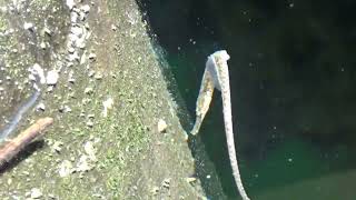 Bay Pipefish at Gibsons BC 062824 [upl. by Seagrave184]