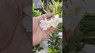 White kanerNerium Oleander Plant 2024 [upl. by Notrom]