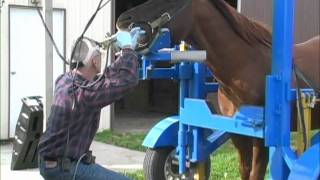 Equine Dentistry Done Correctly [upl. by Alaecim]