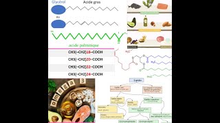 BIOCHIMIE MÉTABOLIQUE MÉTABOLISME DES LIPIDES 1 [upl. by Mazonson]