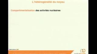 Lorganisation nucléaire et lépigénétique [upl. by Niletac]