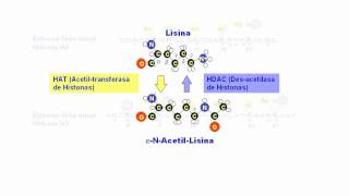 La acetilación de histonas [upl. by Akineg667]