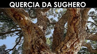 VErba Volant  Lalbero del sughero [upl. by Anitniuq519]