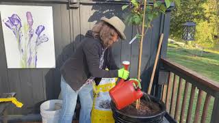 PLANTING THE PEEGEE HYDRANGEA TREE [upl. by Brookhouse]