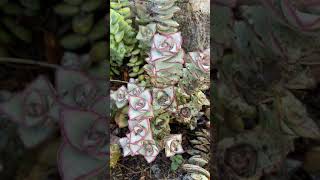 Succulent Garden with Crassula Conjuncta also called quotIvory Towersquot [upl. by Llertac]