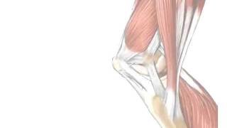 Tendons vs Ligaments  Whats the Difference [upl. by Matthia]