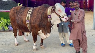 Tiger Bulls of Fibbi Cattle Farm Qurbani 2024 mandi cattlemarket bakramandi bull cowmandi [upl. by Aramen]