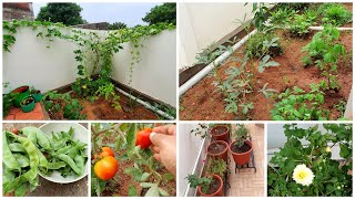 வீட்டு தோட்டம் Garden Update  Home Garden Tour  Garden Tour in Tamil  Veetu Thottam Tips in Tamil [upl. by Leong]