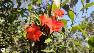 A raríssima Cattleya coccinea  ex Soprhonitis coccinea no habitat  planta exuberante demais [upl. by Ilanos]