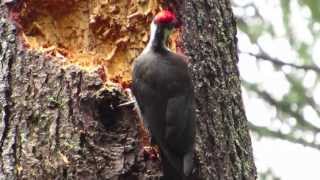 Pileated Woodpecker [upl. by Enilekaj401]