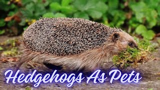 Hedgehogs as Pets  Hedgehog Diet  Domestic Hedgehog Care  Sonic  PetsGrove [upl. by Tilly]