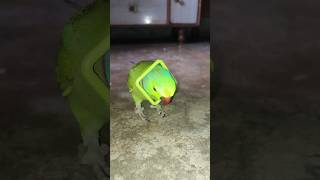 My Parrot 27SEC Ringneck Video 🔥🦜 parrot sec27 ringneck hd shorts viral trending [upl. by Amorete]