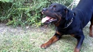 Big Rottweiler defends his territory 2 [upl. by Immat]