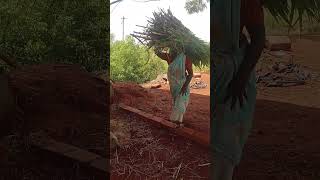 பெற்ற தாய்ப்படும்பாடு song hari2k vivasayi subscribe shortsviral agriculture [upl. by Bunce]