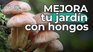 Hongos en tu jardín Mejora tus Plantas y Aprende a Cultivarlos en Casa VidaTV Consejos [upl. by Legin837]