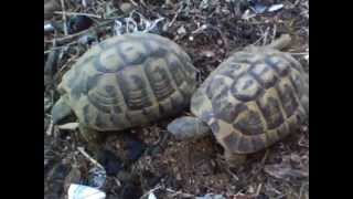 Tortue Hermann accouplement [upl. by Varien]