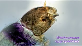 Metriocnemus hygropetricus [upl. by Thun]