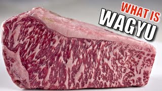 What is Wagyu [upl. by Eiramadnil]