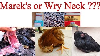 Wry Neck in Chickens or Mareks Disease   Poultry Health Care with Dr ARSHAD [upl. by Moina206]