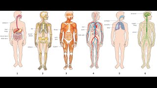 Introductie in de orgaanstelsels van de mens [upl. by Lienet]