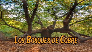 La Ruta de los Bosques de Cobre en el Valle del Genal [upl. by Hoxie]