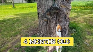 Training a Squirrel Dog  4 month old update [upl. by Valene936]