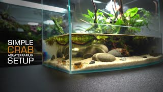 Setup Crab Tank Aquaterrauium l Paludarium l stepbystep l STARTING GUIDE FOR BEGINNERS [upl. by Yleak615]