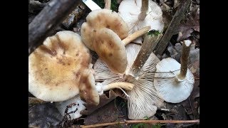 Поход в лес 13092018 ПЕРВЫЕ ОСЕННИЕ ОПЯТА Armillaria mellea 2018 Гигантские Польские грибы [upl. by Lrub]