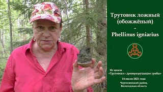 Трутовик ложный Тобожжённый  Phellinus igniarius Гриб с большим потенциалом [upl. by Paulita729]