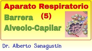 Aparato Respiratorio 5 Barrera AlveoloCapilar intercambio de gases [upl. by Genvieve]