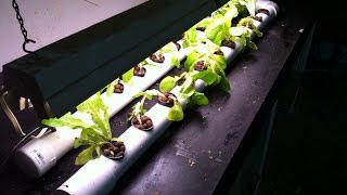 home made DIY DFT  NFT PVC Hydroponic System [upl. by Leese]