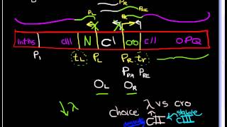 Lambda Phage part 3 Gene regulation in lytic vs Lysogenic Cycle [upl. by Harri]