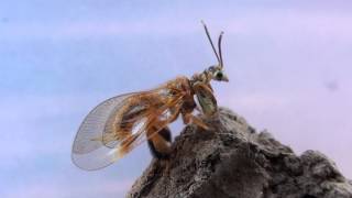 Neotropical mantidfly genus Anchieta Neuroptera Mantispidae a mimic of wasps and stingless bees [upl. by Ula]