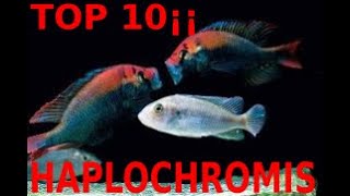 🐟🐠💓TOP 10 HAPLOCHROMIS OF LAKE VICTORIA🐟🐠💓 Only For Connoisseurs🐟🐠💓 [upl. by Friedrick630]